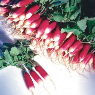 French Breakfast Radish Thumbnail